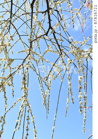 白梅の花と晴天の空 白梅の花と晴天の空 87816721