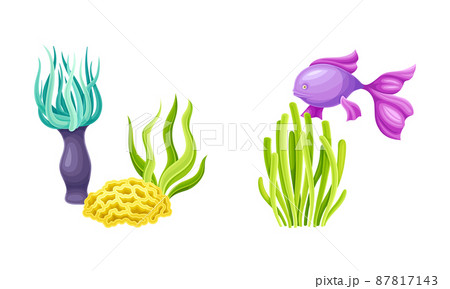 Marine fish and algae seaweed plants set. Undersea biodiversity fauna elements cartoon vector illustration 87817143