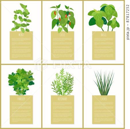 Natural Herbs Used in Culinary as Condiments Set 87817252