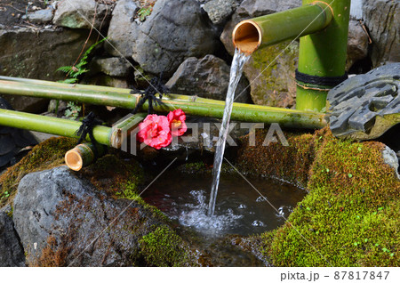 早春に参拝した京都市大豊神社の手水舎 87817847