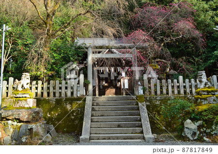 早春に参拝した京都市大豊神社 87817849