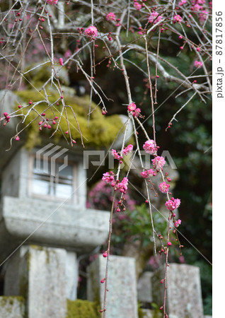 早春に参拝した京都市大豊神社の石灯籠と紅梅 87817856