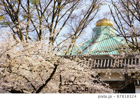 満開の桜と武道館の屋根 87818324