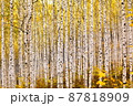 87818909
