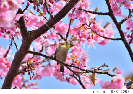 メジロと河津桜 メジロと河津桜 87819008