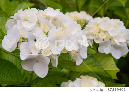白い紫陽花 87819401