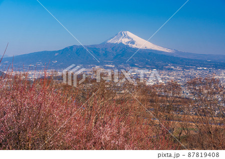 （静岡県）日守山の白梅と、富士山 87819408