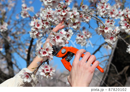 Women's hands up close with pruning scissors, pruning a flowering almond tree Women's hands up close with pruning scissors, pruning a flowering almond tree 87820102