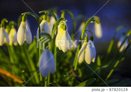 Close-up of fresh snowdrops, galanthus nivalis, first spring flowers blooming in the forest in golden hour. Wildflowers blossom in the morning or evening sunlight. Easter topic, spring symbol Close-up of fresh snowdrops, galanthus nivalis, first spring flowers blooming in the forest in golden hour. Wildflowers blossom in the morning or evening sunlight. Easter topic, spring symbol 87820128