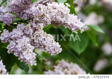 Syringa vulgaris blooming plant. Fragrant purple lilac bush in the spring garden in countryside. 87820344
