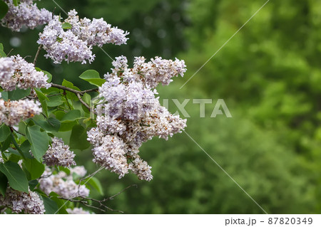 Syringa vulgaris blooming plant. Fragrant purple lilac bush in the spring garden in countryside. 87820349