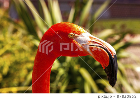 View of an american flamingo. View of an american flamingo. 87820855