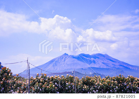 枇杷園と桜島 87821005