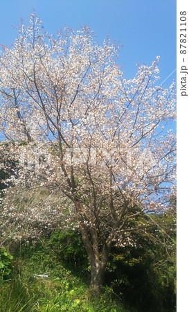 きれいな青空を背景にした満開の桜の風景 きれいな青空を背景にした満開の桜の風景 87821108