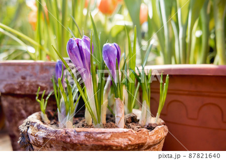 Crocus flowers makes the way through ground in flower pot. Growing flowers in spring as anti stress hobby. Natural spring background. 87821640