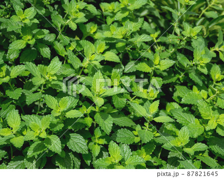 Lemon balm or Melissa officinalis, perennial herbaceous plant in the mint family. Natural summer background with green leaves. 87821645