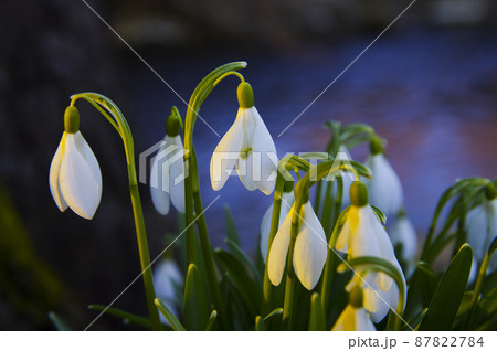 Blooming spring snowdrops in the forest in golden hour Blooming spring snowdrops in the forest in golden hour 87822784