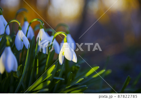 Blooming spring snowdrops in the forest in golden hour 87822785