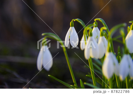 Blooming spring snowdrops in the forest in golden hour Blooming spring snowdrops in the forest in golden hour 87822786