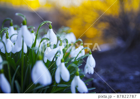 Blooming spring snowdrops in the forest in golden hour Blooming spring snowdrops in the forest in golden hour 87822787