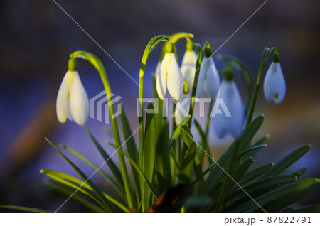 Blooming spring snowdrops in the forest in golden hour 87822791