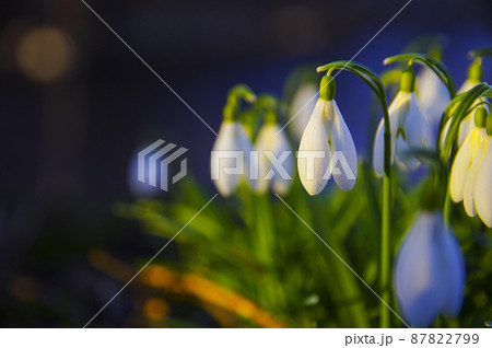 Blooming spring snowdrops in the forest in golden hour Blooming spring snowdrops in the forest in golden hour 87822799