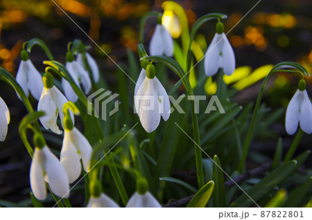 Blooming spring snowdrops in the forest in golden hour Blooming spring snowdrops in the forest in golden hour 87822801