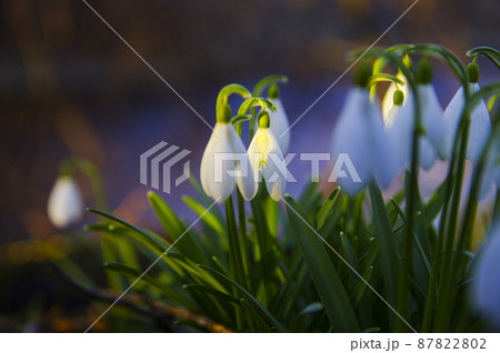 Blooming spring snowdrops in the forest in golden hour 87822802