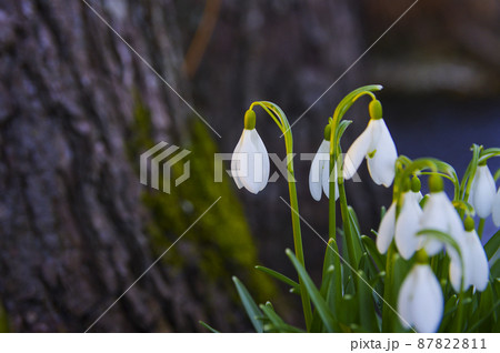 Blooming spring snowdrops in the forest in golden hour 87822811