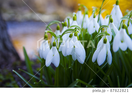 Blooming spring snowdrops in the forest in golden hour 87822821
