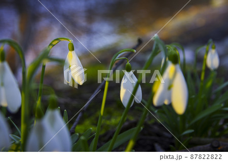 Blooming spring snowdrops in the forest in golden hour 87822822