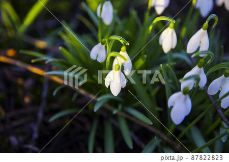 Blooming spring snowdrops in the forest in golden hour 87822823