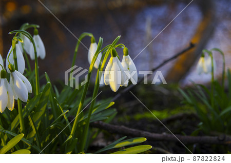 Blooming spring snowdrops in the forest in golden hour 87822824