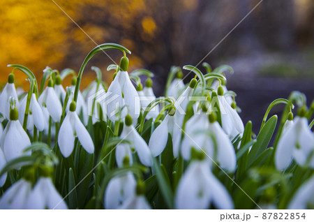 Blooming spring snowdrops in the forest in golden hour Blooming spring snowdrops in the forest in golden hour 87822854
