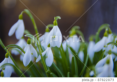 Blooming spring snowdrops in the forest in golden hour Blooming spring snowdrops in the forest in golden hour 87822873