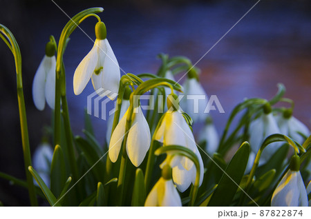 Blooming spring snowdrops in the forest in golden hour Blooming spring snowdrops in the forest in golden hour 87822874