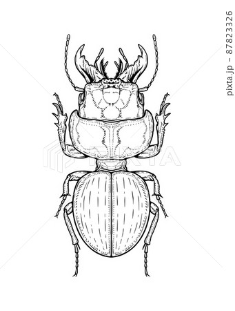 Bug. Vector illustration in graphic style isolated on white background. 87823326