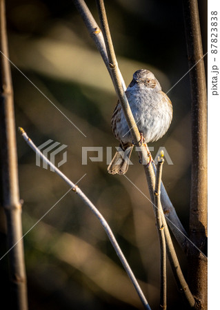 Short-toed Treecreeper, Certhia brachydactyla, on a branch of a shrubbery in Rijkevorsel, Antwerp 87823838
