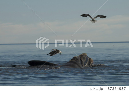 Gull and whale, Patagonia Argentina Gull and whale, Patagonia Argentina 87824087