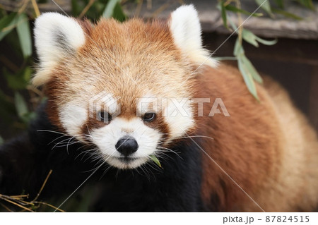 レッサーパンダ レッサーパンダ 87824515