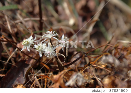 セリバオウレンの白い花 87824609