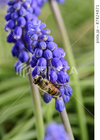 Bee on flowers in spring 87824871