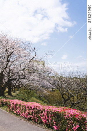 公園の桜とツツジ 87824990