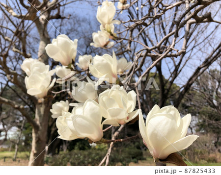 東京九段・皇居外苑北の丸公園のハクモクレン 東京九段・皇居外苑北の丸公園のハクモクレン 87825433