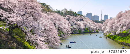 東京九段・千鳥ヶ淵の桜並木 東京九段・千鳥ヶ淵の桜並木 87825670