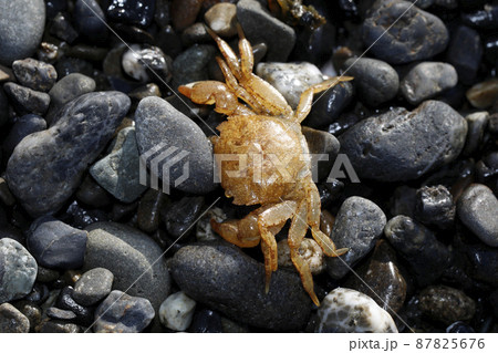 漂着物 イソガニの死骸 漂着物 イソガニの死骸 87825676