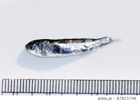 漂着物 ボラ科稚魚 漂着物 ボラ科稚魚 87825746