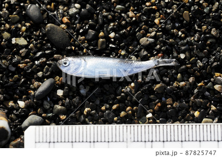 漂着物 ボラ科稚魚 漂着物 ボラ科稚魚 87825747