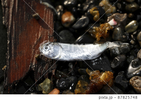 漂着物 ボラ科稚魚 漂着物 ボラ科稚魚 87825748