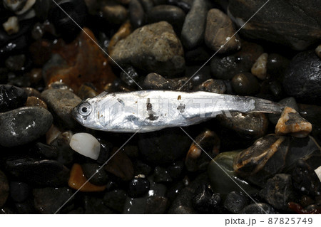 漂着物 ボラ科稚魚 漂着物 ボラ科稚魚 87825749